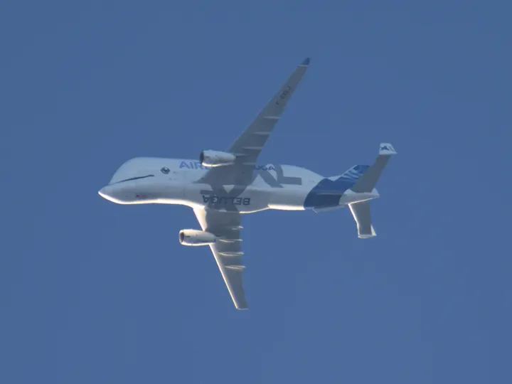 beluga